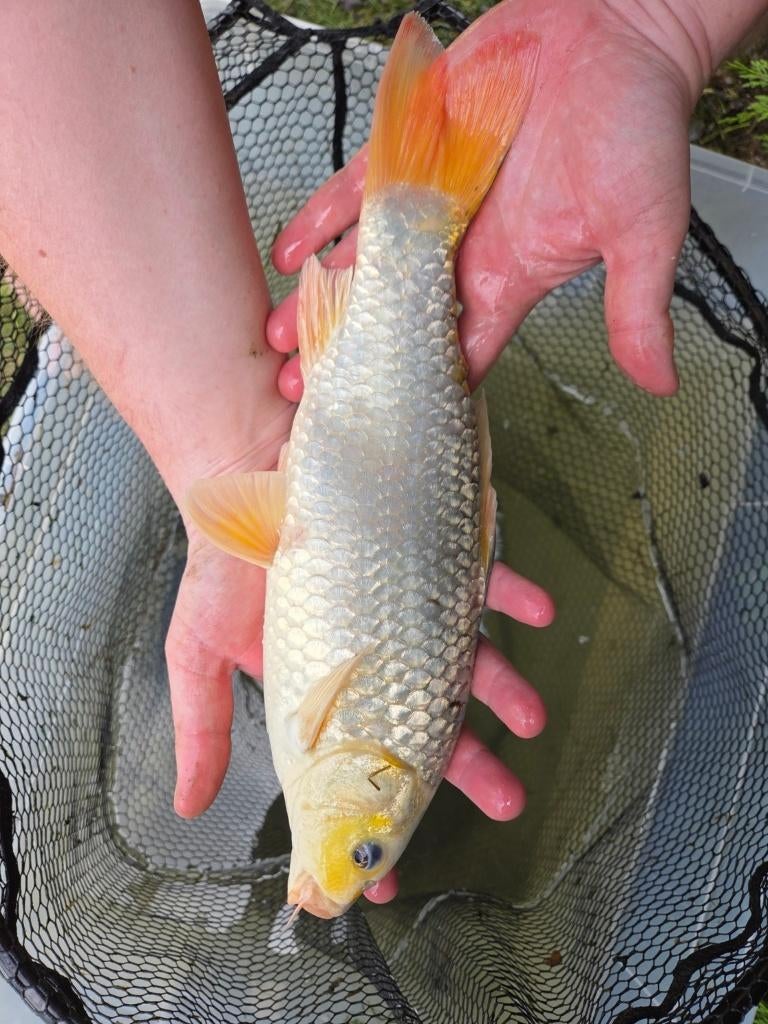 Mooie koi 33 cm – eigen kweek, Dieren en Toebehoren, Vissen | Vijvervissen, Karper of Koi