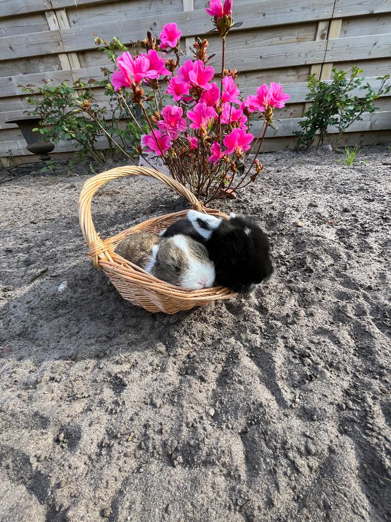 Nedelandse hangoortjes, Dieren en Toebehoren, Meerdere dieren, Middelgroot, Hangoor, 0 tot 2 jaar