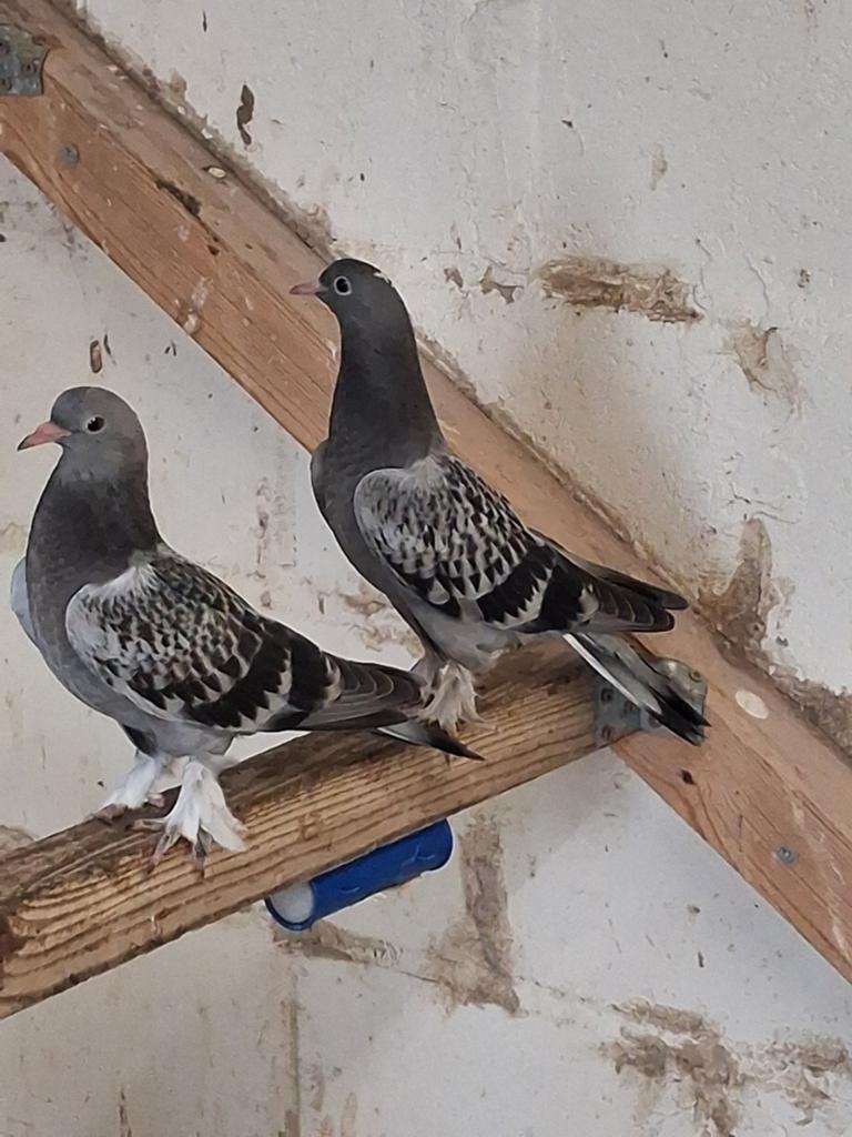 Jong koppel Turkse takla's