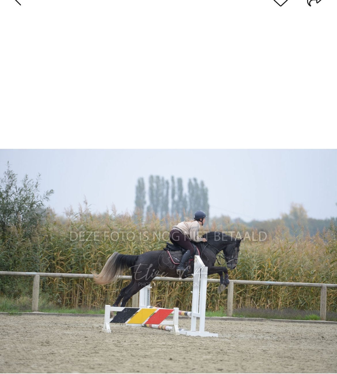 Springruin, Vermifugé, Hongre, 160 à 165 cm, Cheval de saut