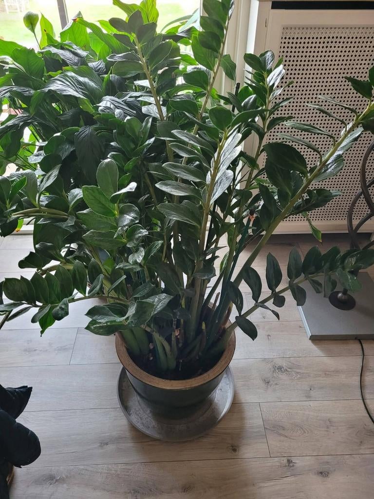 Grote kamerplanten, Tuin en Terras, Ophalen