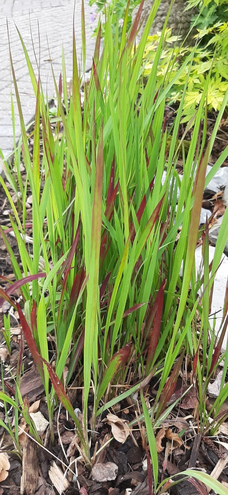 Te Koop: Siergrassen Japans bloedgras red baron, Tuin en Terras, Planten | Tuinplanten, Ophalen, Siergrassen