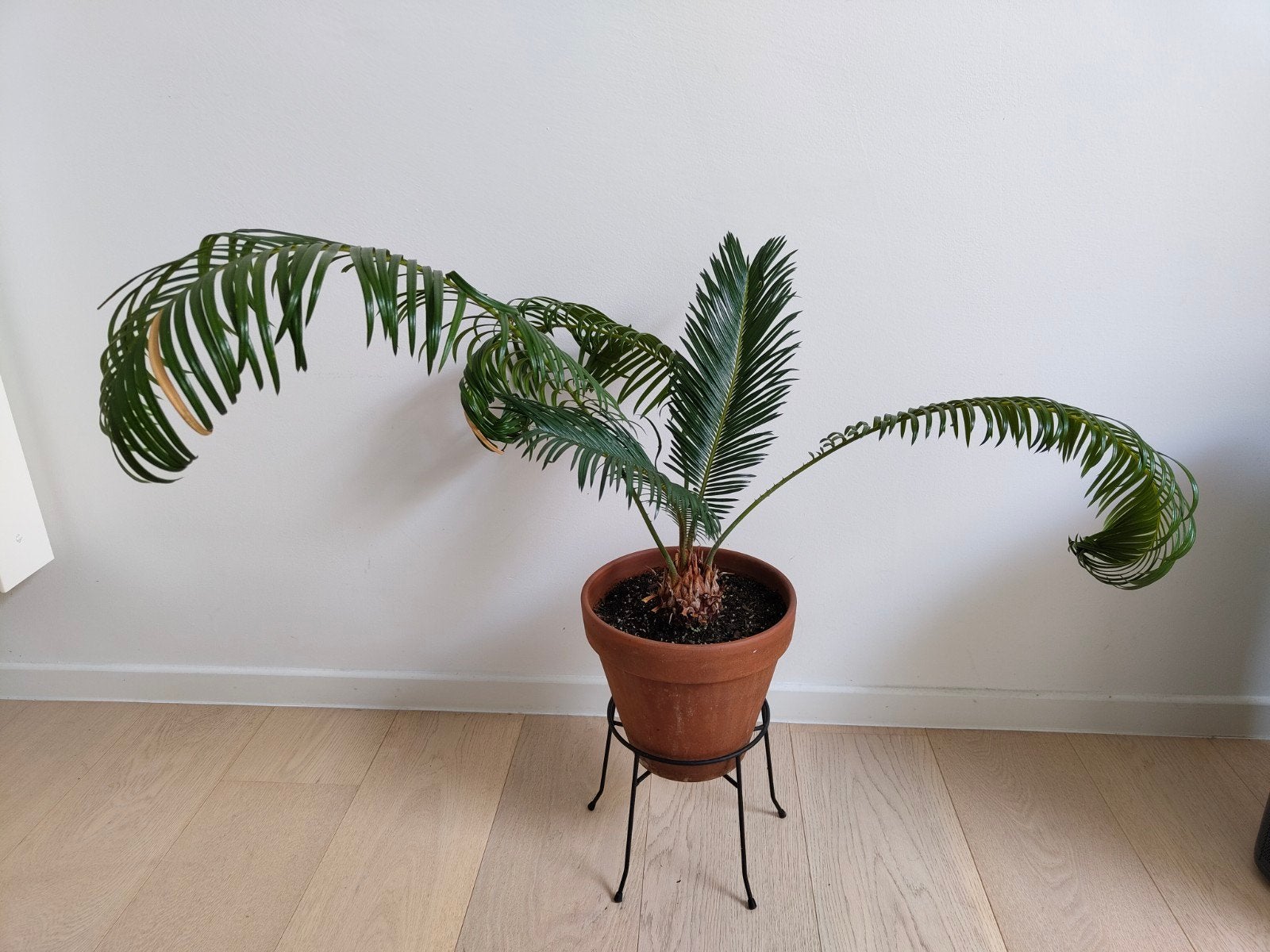 Plante Cycas revoluta, Ophalen, Overige soorten, In pot, Minder dan 100 cm