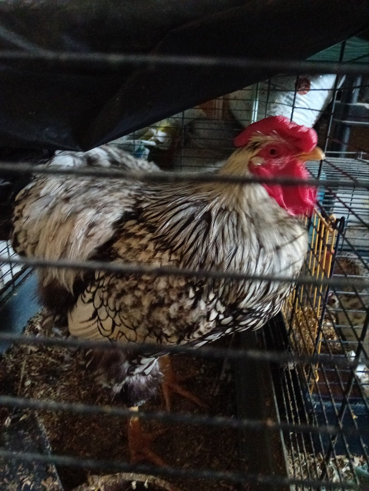haan te koop