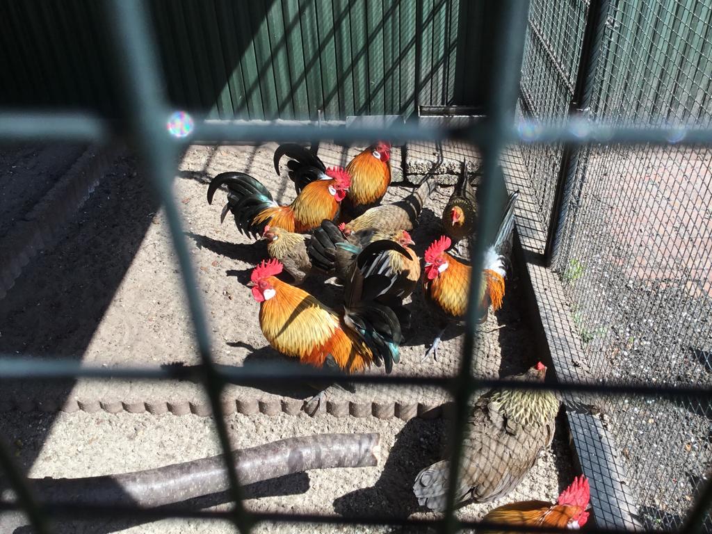 Diverse leeftijden hollandse krielkippen te koop, Plusieurs animaux, Poule ou poulet