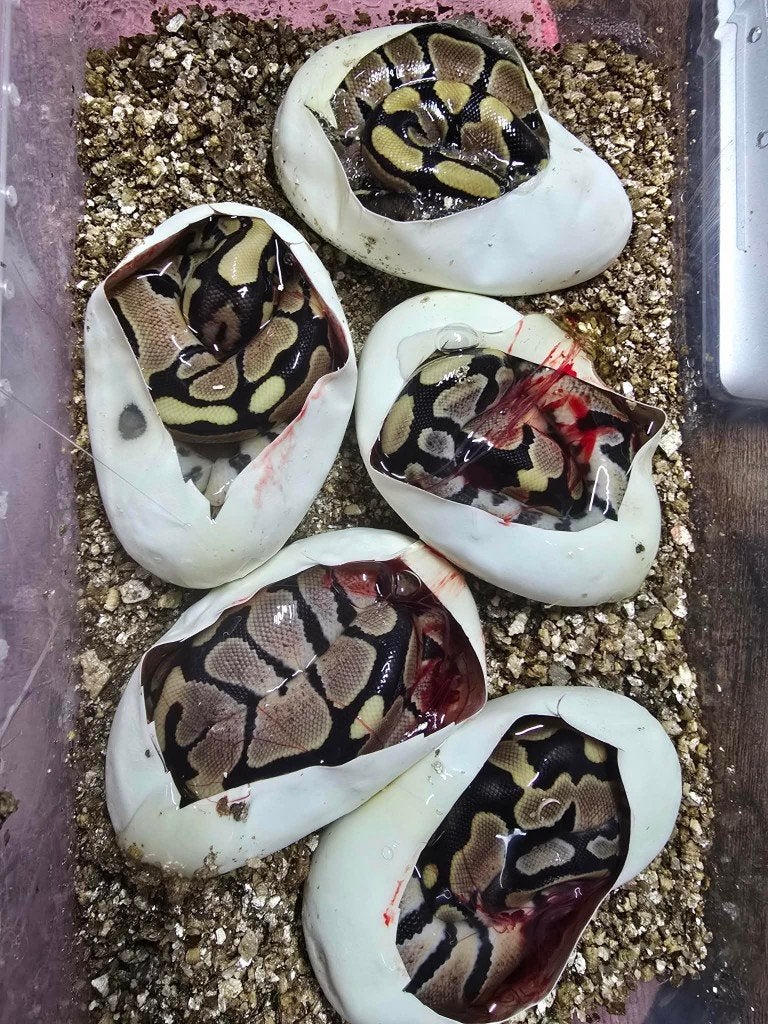 2.3 Het Hypo 66%Het Puzzle koningspython Ball Python - unknown for sale from GenX