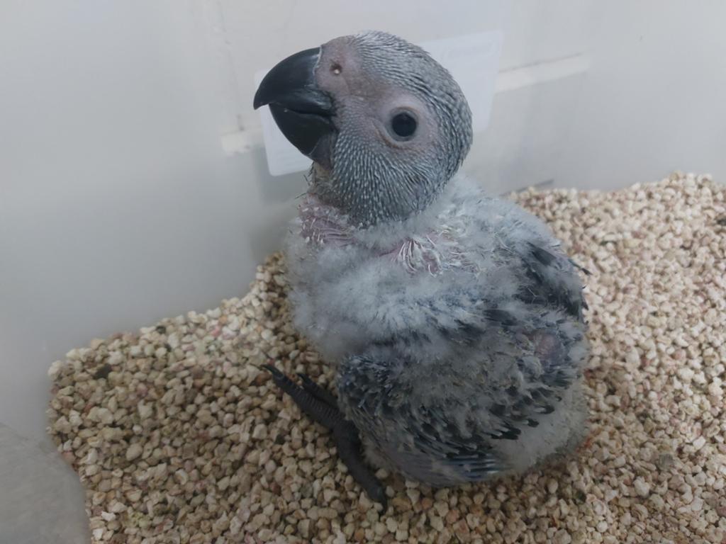 Grijzeroodstaart papegaai, Dieren en Toebehoren, Papegaai
