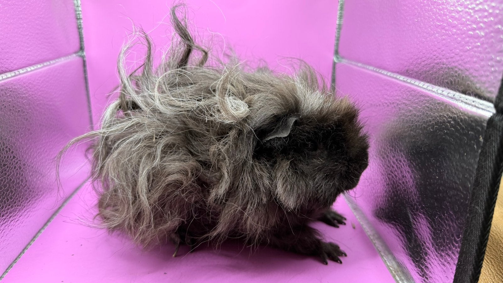 Cavia, Cobaye Lunkarya femelle Mappie adulte, Animaux & Accessoires, Octobre, Domestique, Cobaye, Femelle
