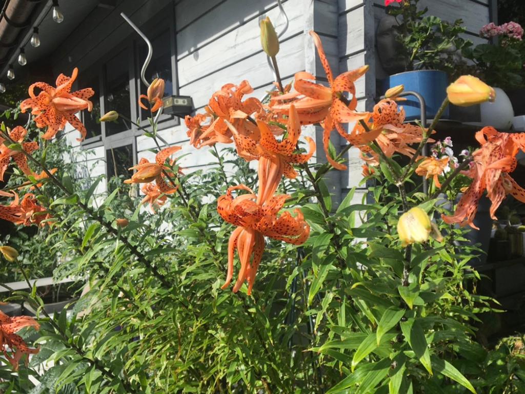 Tijgerlelie/ Lilium Lancifolium, Tuin en Terras, Ophalen