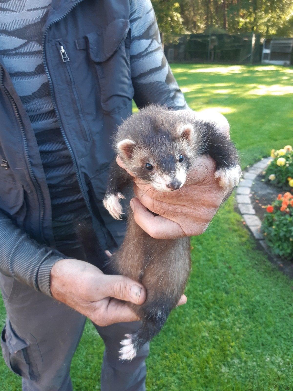 Sabel mitt, Dieren en Toebehoren, Juni, Vrouwelijk