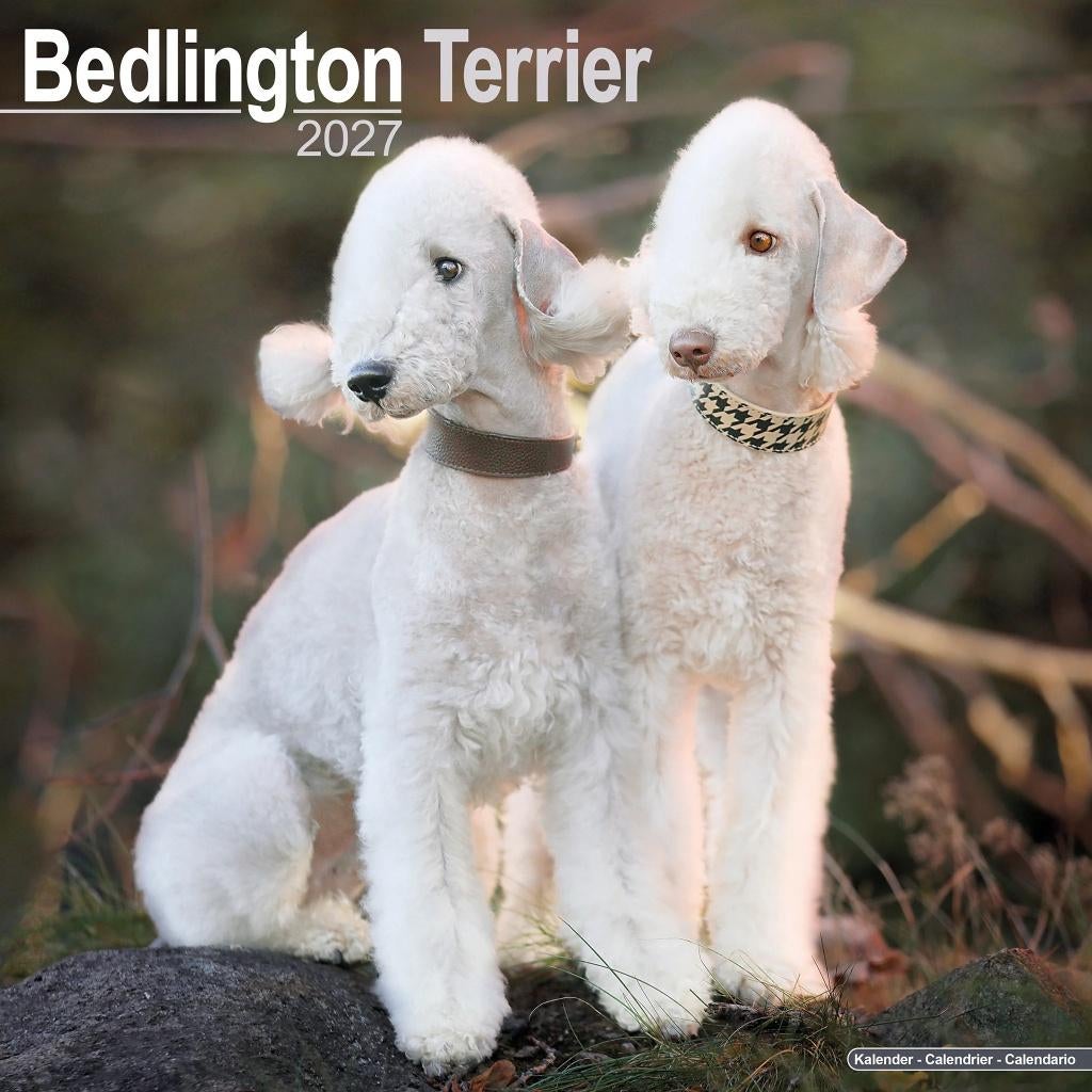 Calendrier Bedlington Terrier 2027 en précommande, Divers, Calendriers, Envoi, Calendrier annuel, Neuf