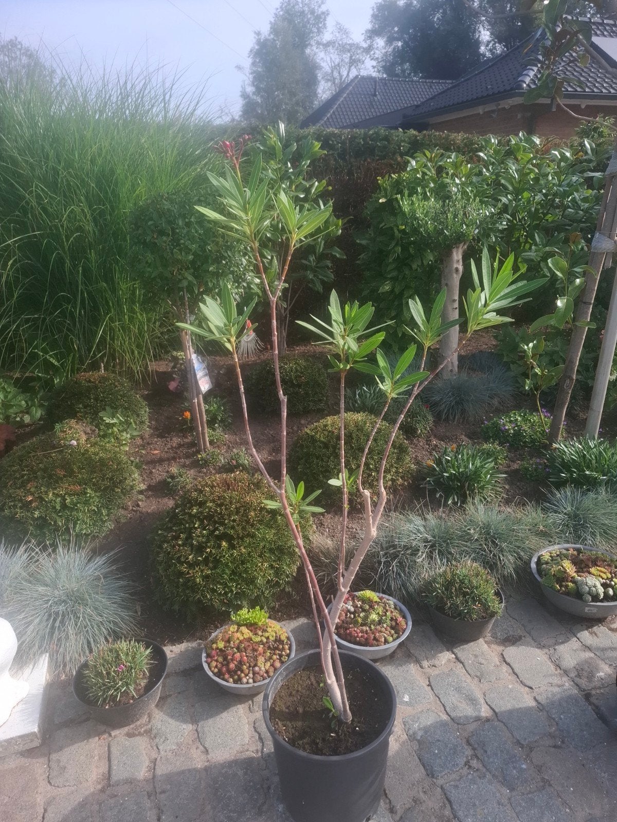 oleander roze, Ophalen
