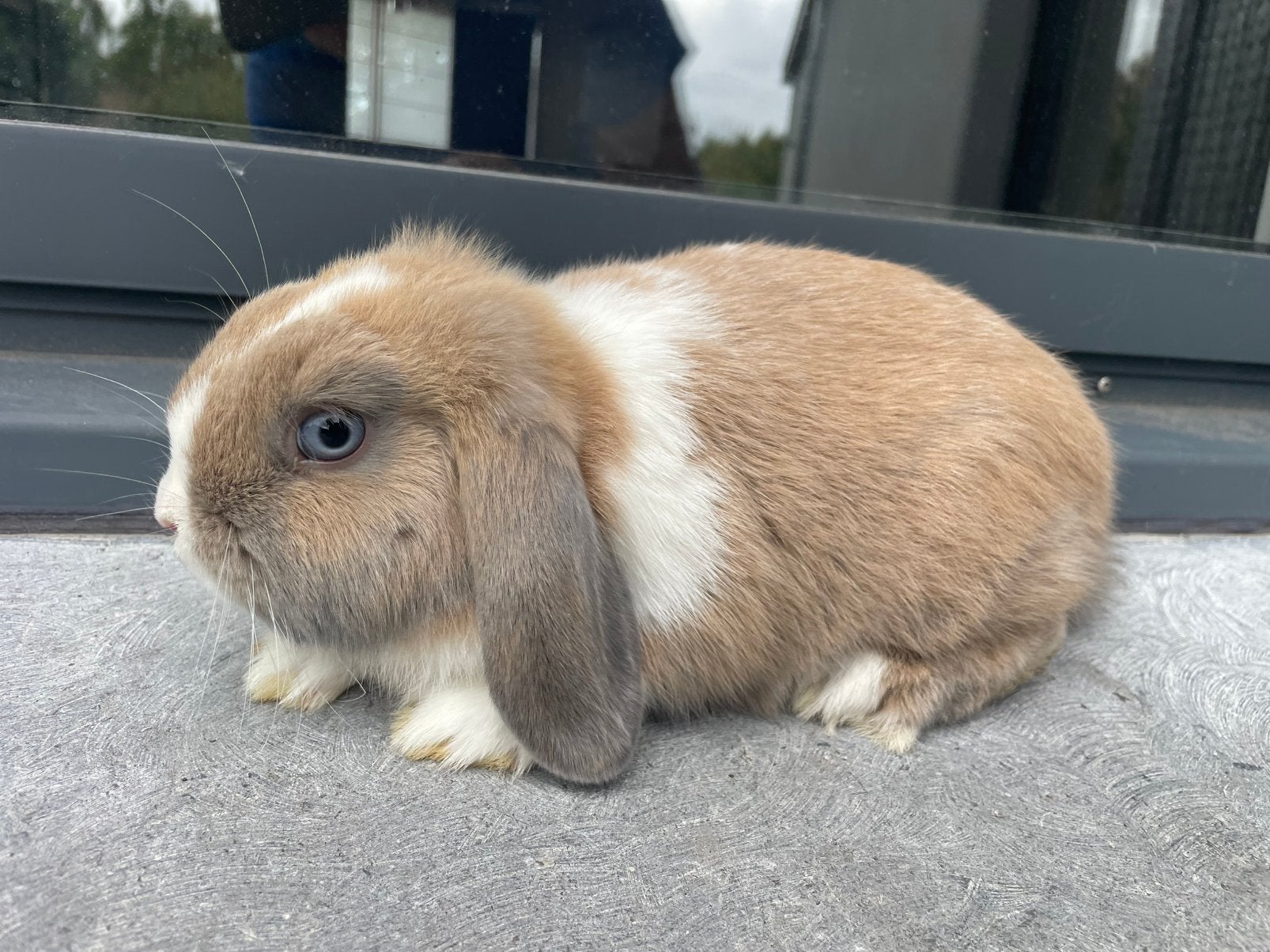 Minilop konijntje, Dieren en Toebehoren