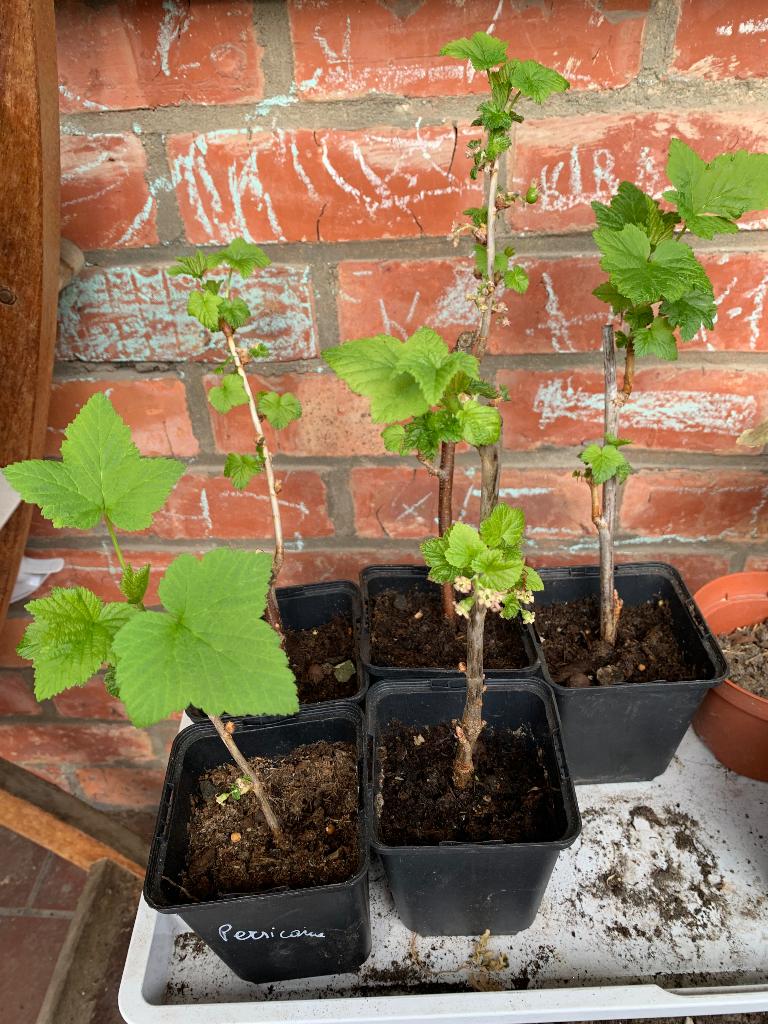 Zwarte bessen plantjes, Tuin en Terras, Minder dan 100 cm, Overige soorten, Volle zon, In pot