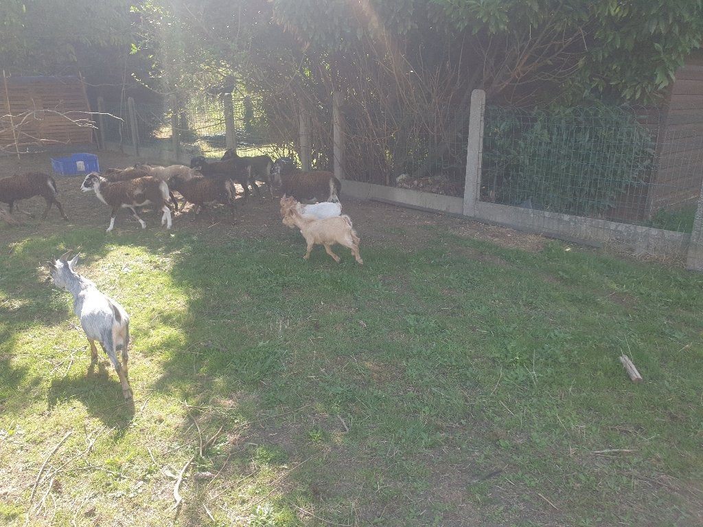 a vendre  moutons et boucs, Enlèvement