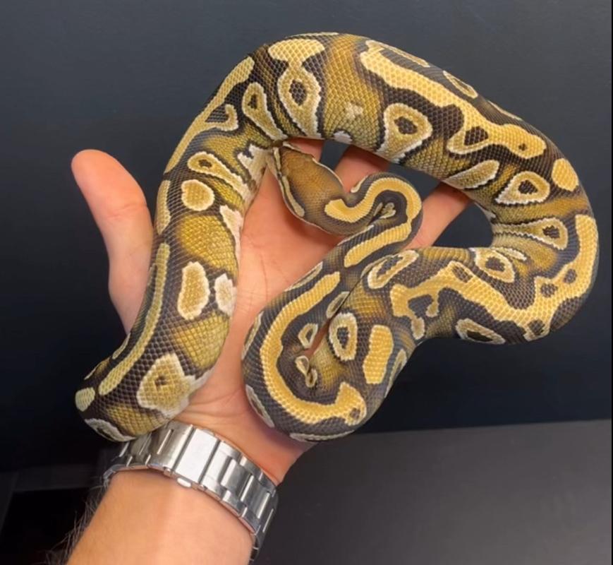 1.0 mojave poss dh hypo clown, Slang, Tam, 3 tot 6 jaar