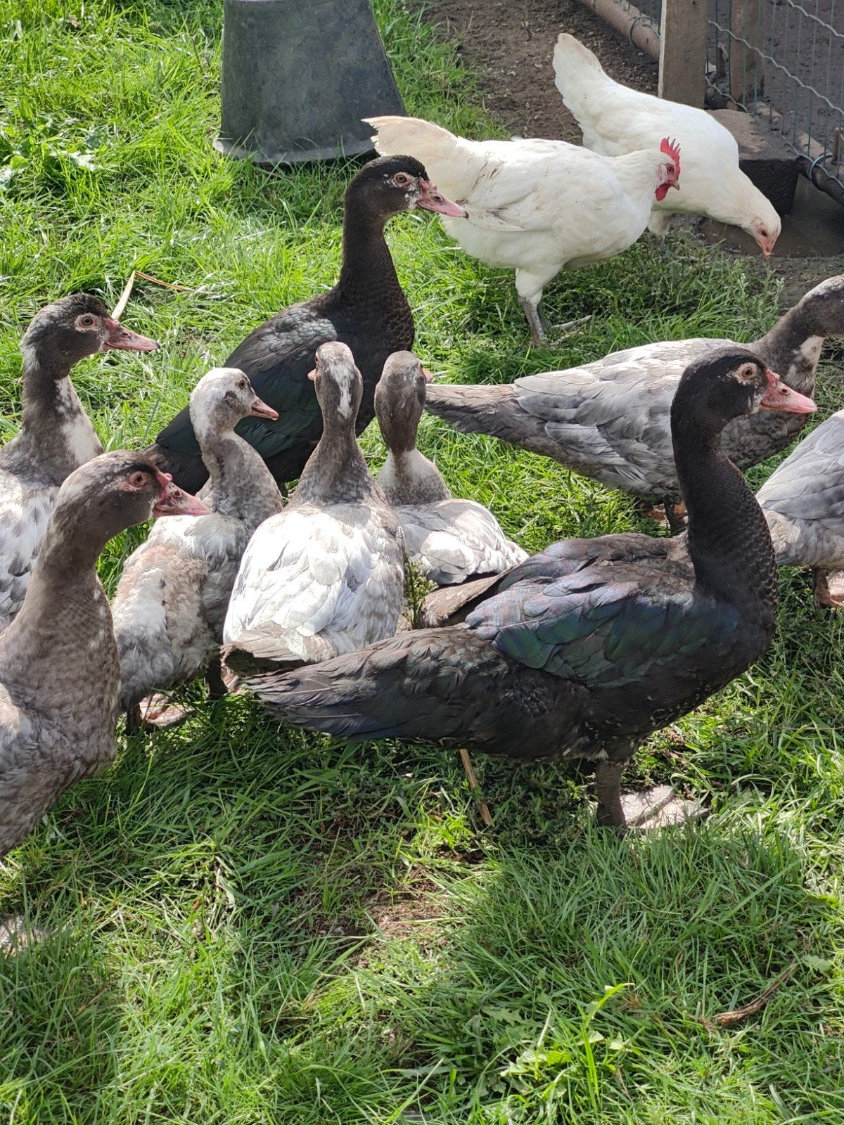 barberie eenden, Dieren en Toebehoren, Geslacht onbekend