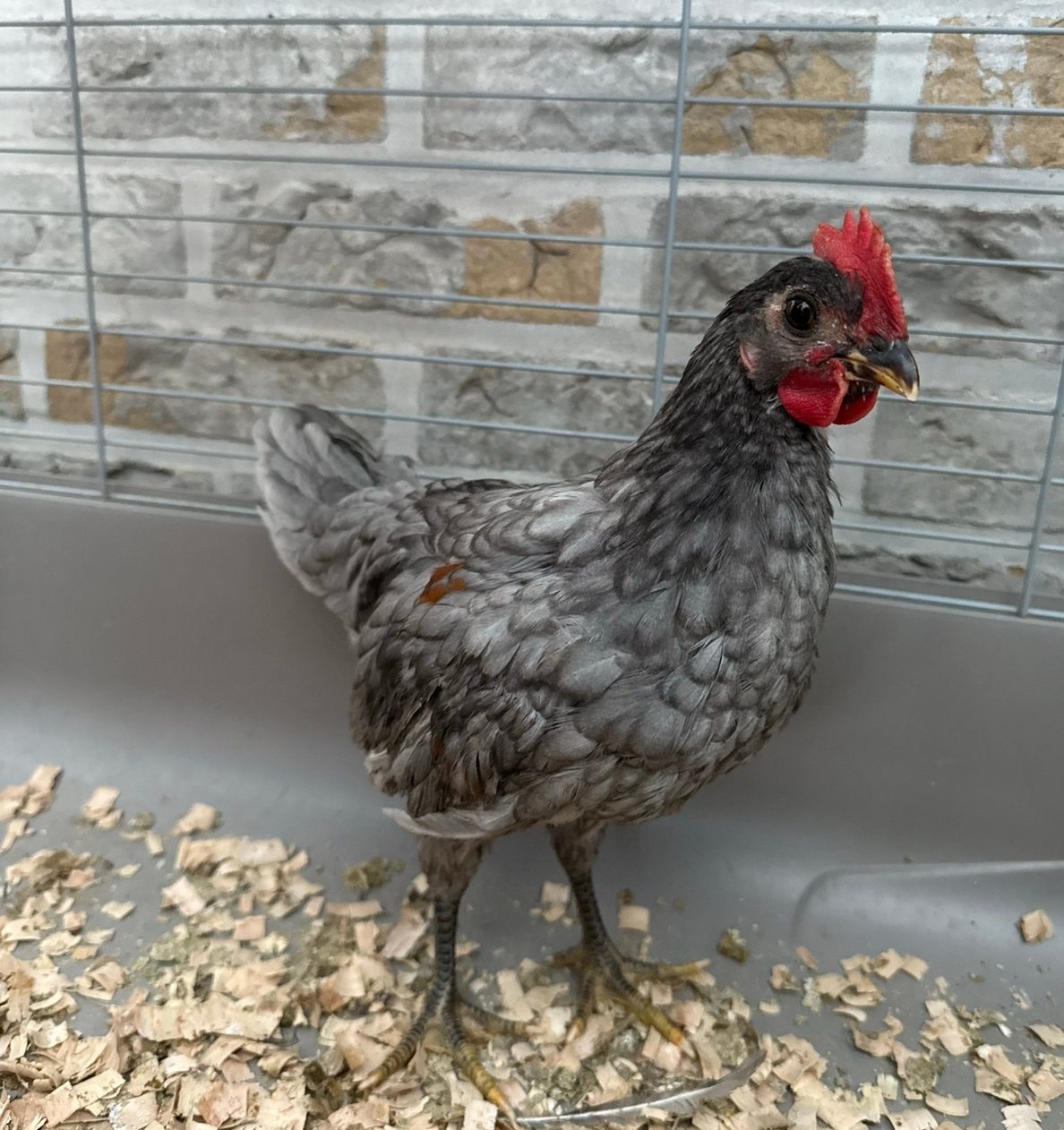 Vorwerk haan, Animaux & Accessoires, Volatiles, Mâle, Poule ou poulet