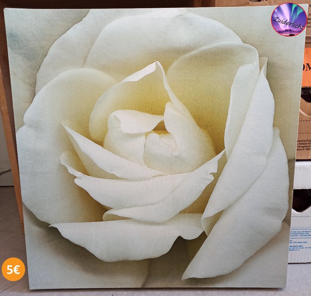 2x Schilderij - Witte Roos, Antiek en Kunst, Ophalen, Bloemen