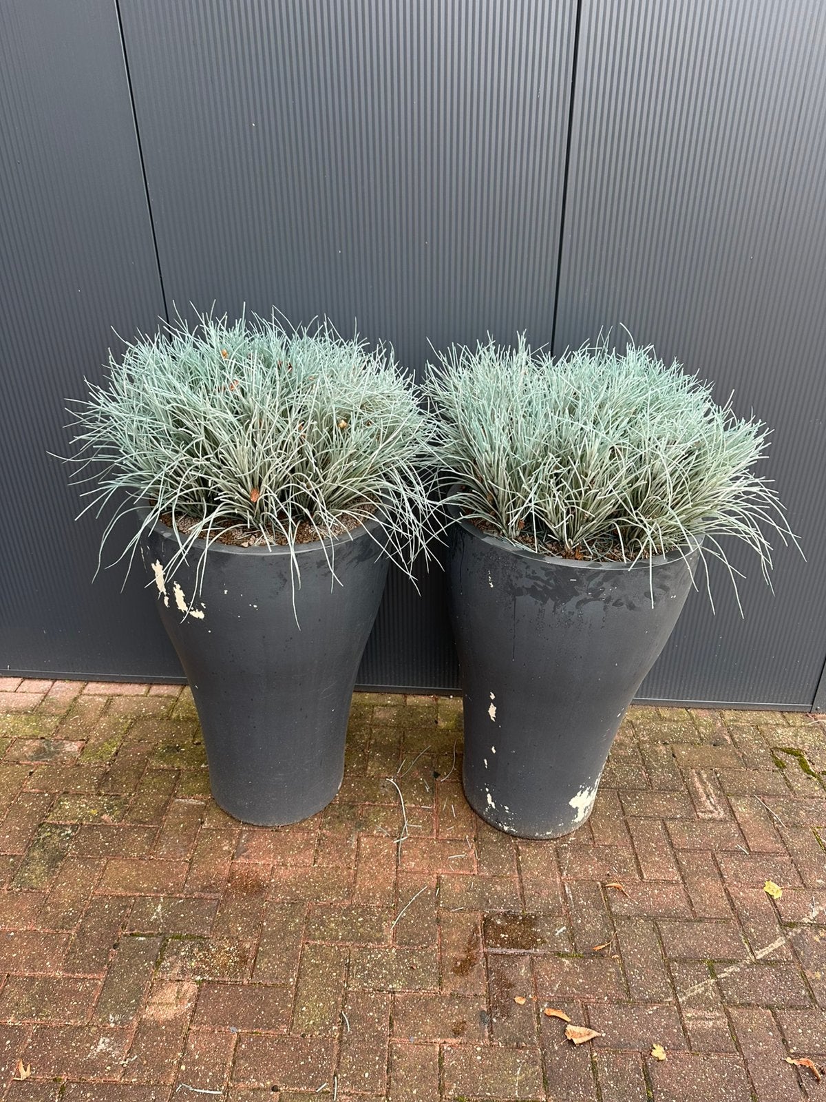 Hoge bloempotten gevuld - hoogte 90cm!, Ophalen, Overige materialen, Gebruikt, Binnen