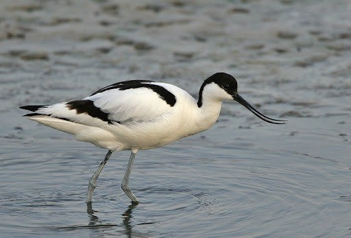 steltlopers, Dieren en Toebehoren, Vogels | Overige Vogels, Meerdere dieren, Geringd