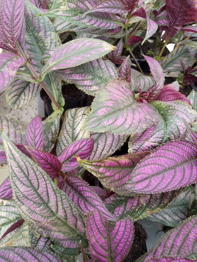 Strobilanthes dyeriana 'Persian Shield', Tuin en Terras, Ophalen