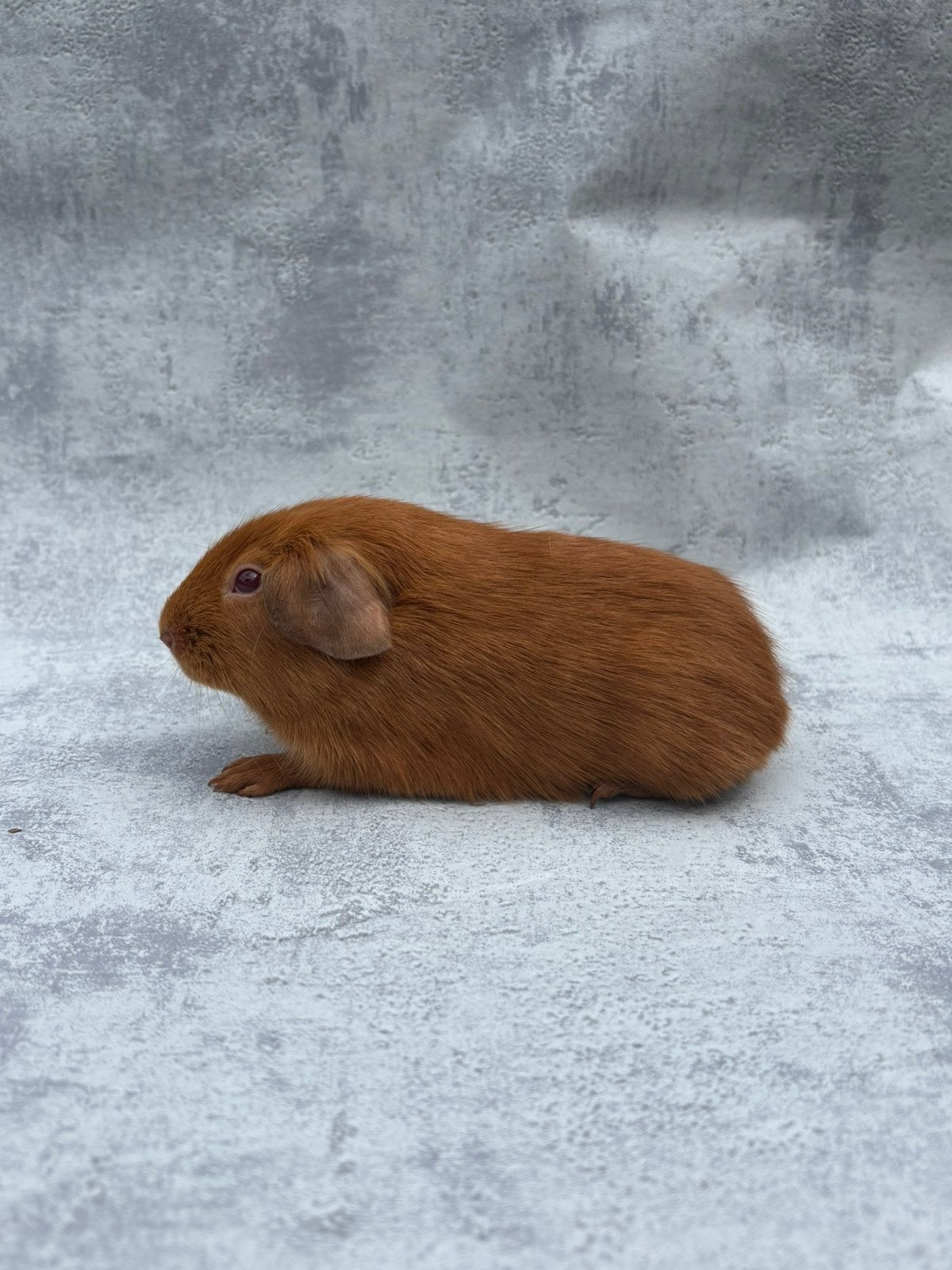 Cavia goud roodoog mannetje, Dieren en Toebehoren, Knaagdieren, Juli, Mannelijk, Cavia
