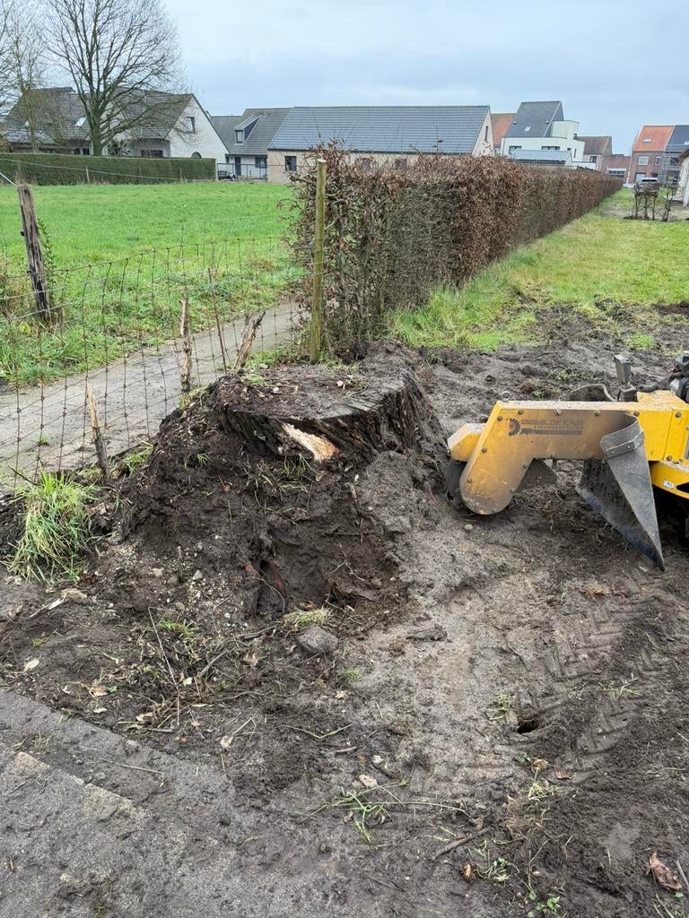 Boomstronken, Dieren en Toebehoren, Pluimvee