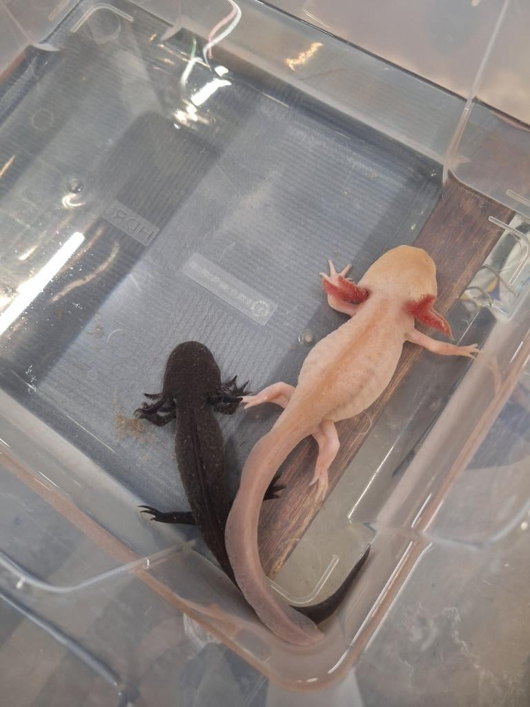Bewezen kweekkoppel axolotls