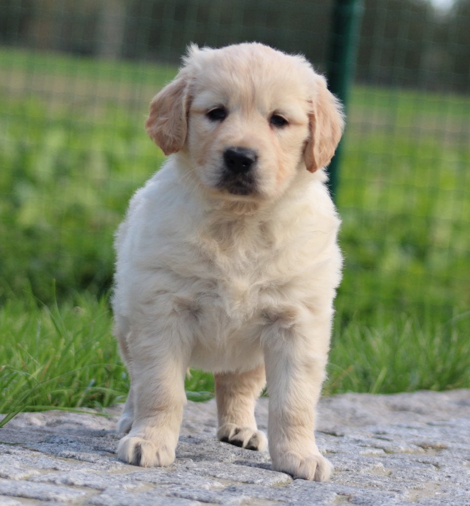 Chiot Golden Retriever, Animaux & Accessoires, Golden retriever, Maladie de Carré (chiens), Chienne, Belgique