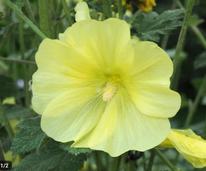 Alcea rugosa of Wilde Stokroos, Ophalen, Vaste plant, Volle zon