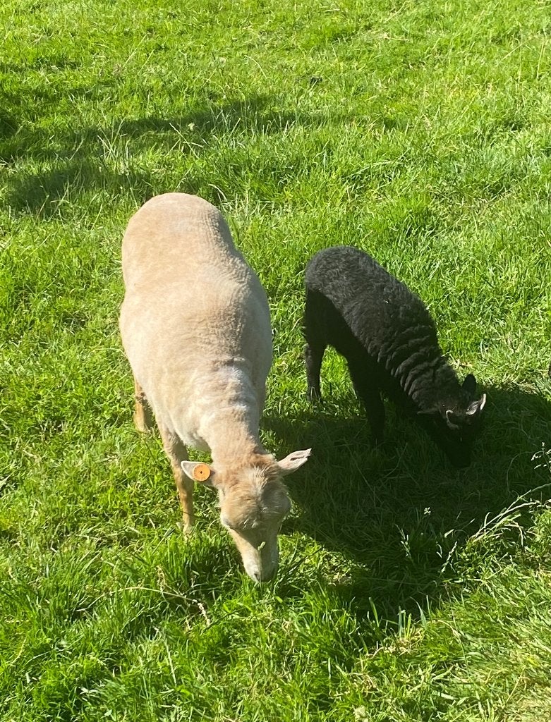 Quessant ooi met ramlammetje, Dieren en Toebehoren, Meerdere dieren, Schaap, 0 tot 2 jaar