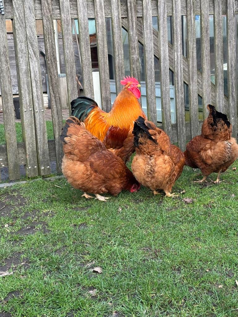 Broedeieren new  Hampshire 1€, Dieren en Toebehoren, Kip