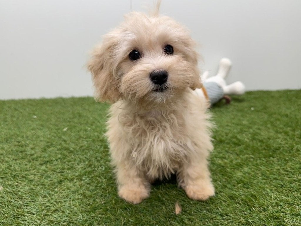Maltipoo pups, Dieren en Toebehoren, België, 8 tot 15 weken, CDV (hondenziekte), Meerdere