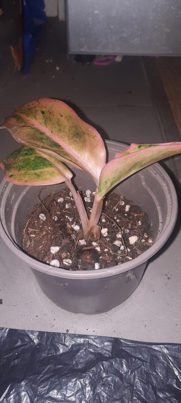 plante aglaonema pink Lady valentine tricolor vert rose fush, Huis en Inrichting, Ophalen, Overige soorten, Halfschaduw, Minder dan 100 cm