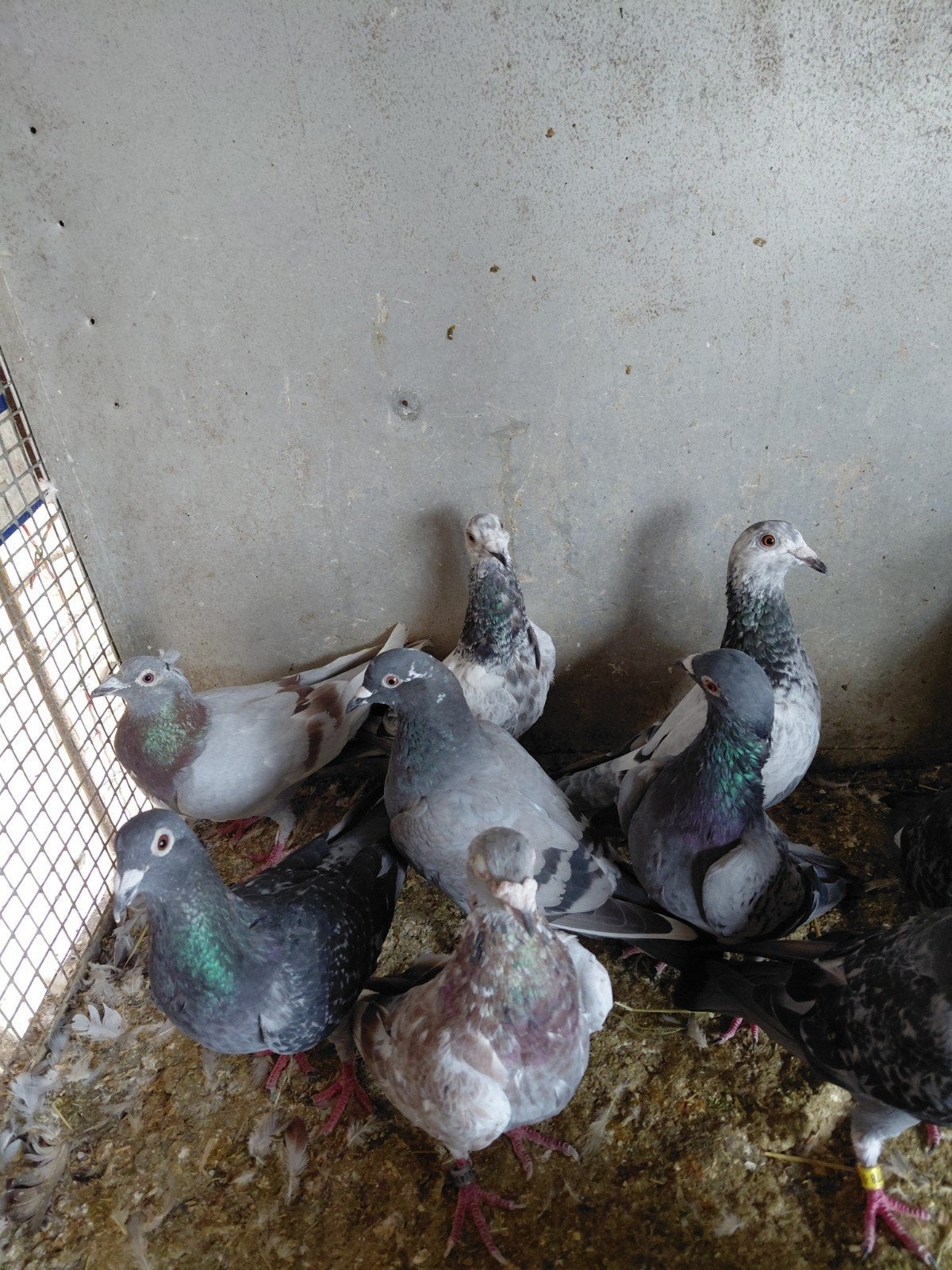 pigeons mouchetés