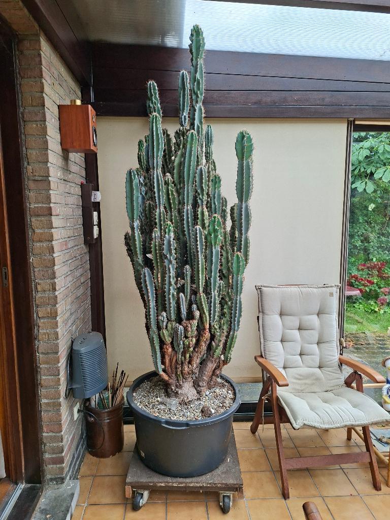 Cactus, En pot, Plein soleil, Enlèvement, Plante verte