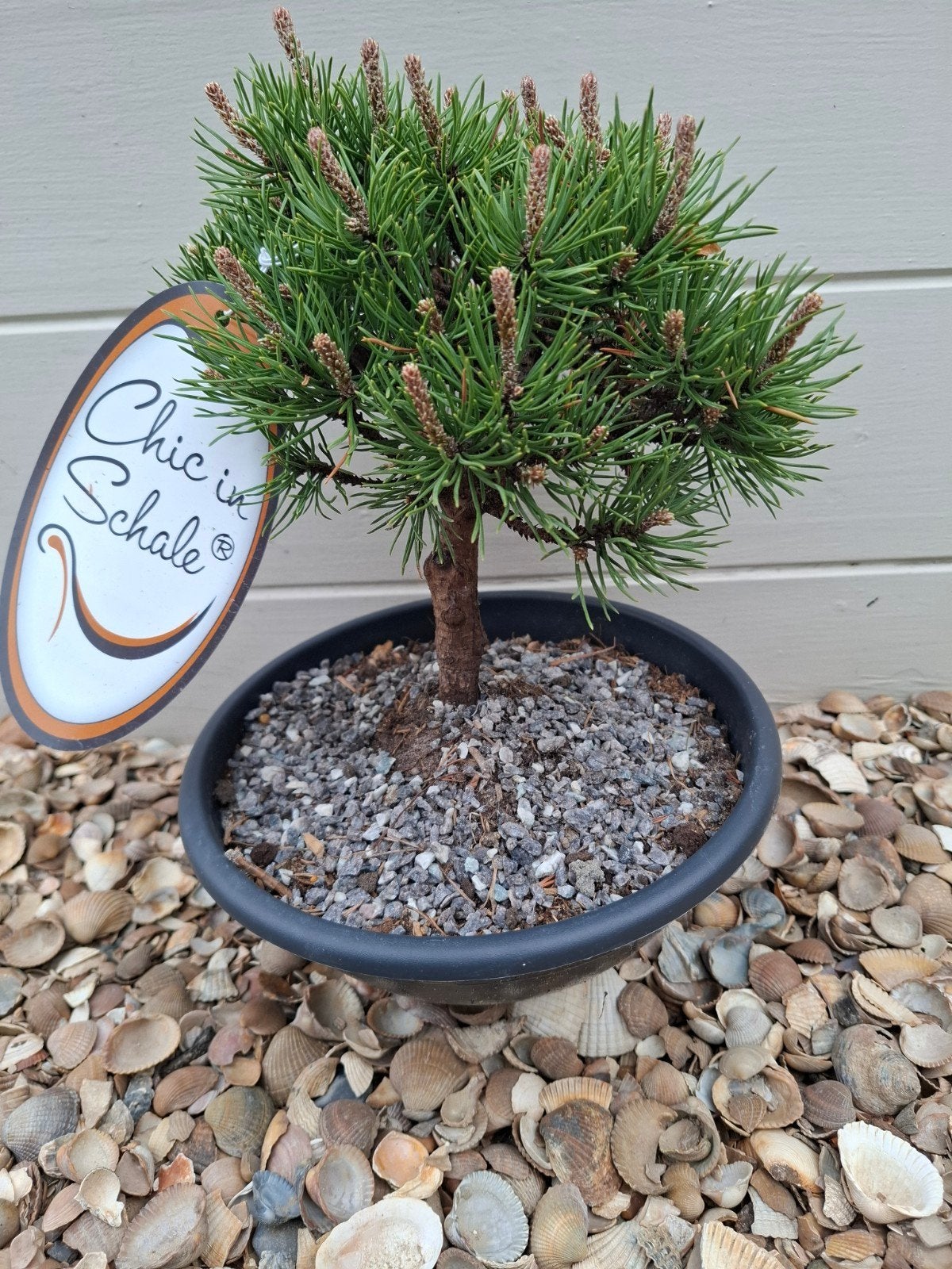 Pinusboom, Tuin en Terras, Ophalen