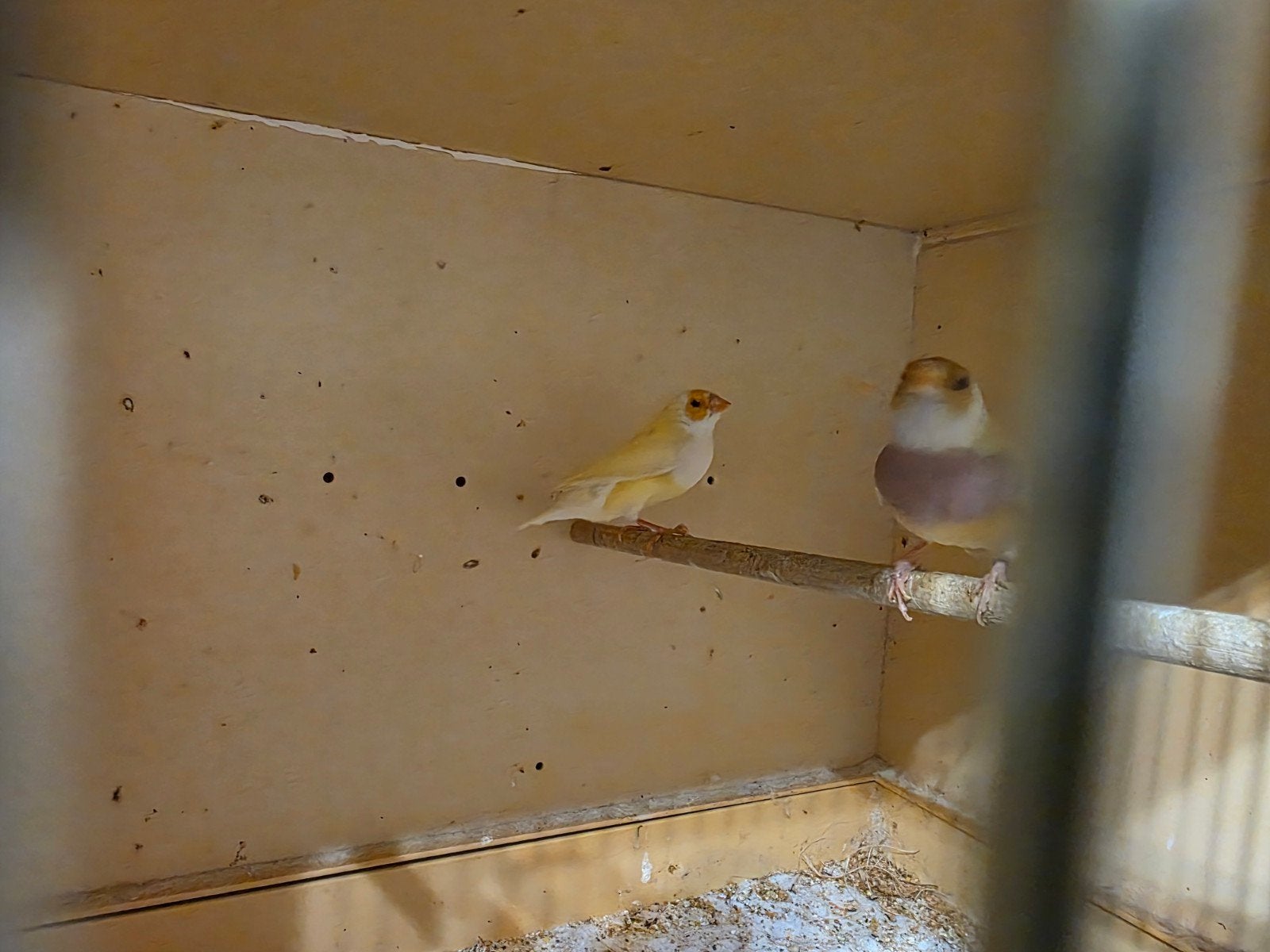 Gouldamadines