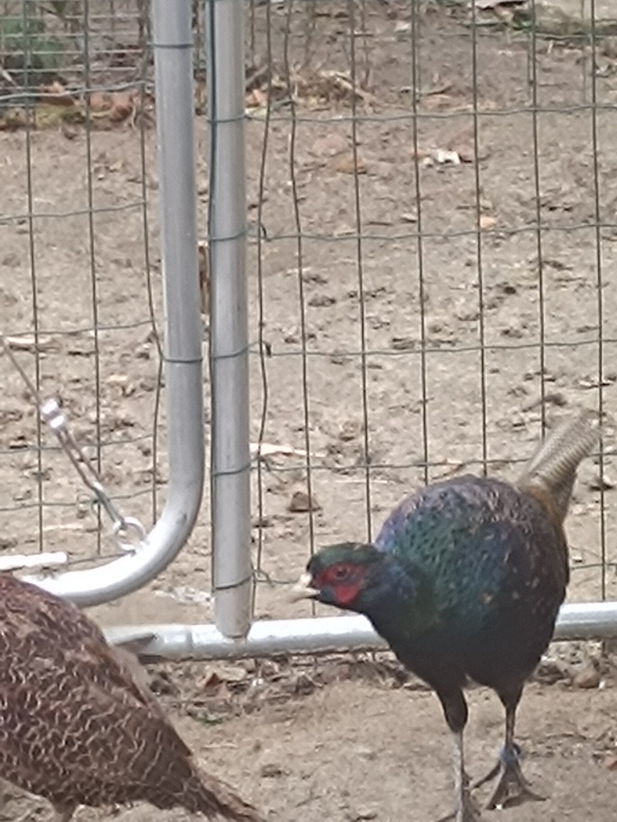 zwarte tenebrossus, Dieren en Toebehoren, Mannelijk, Overige soorten