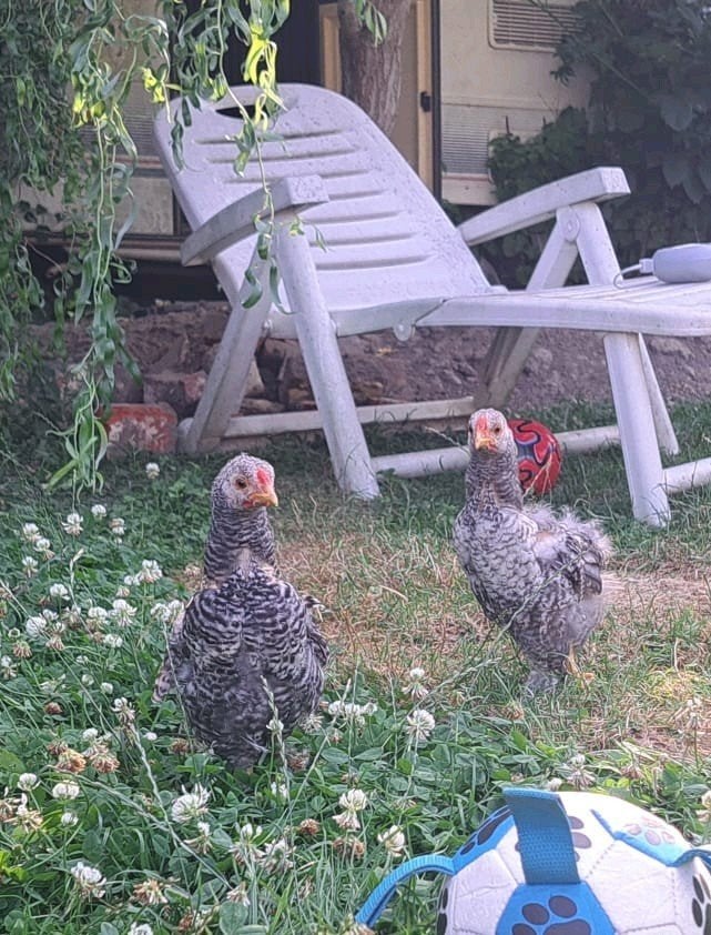 Kleine kipjes te koop, Dieren en Toebehoren, Pluimvee