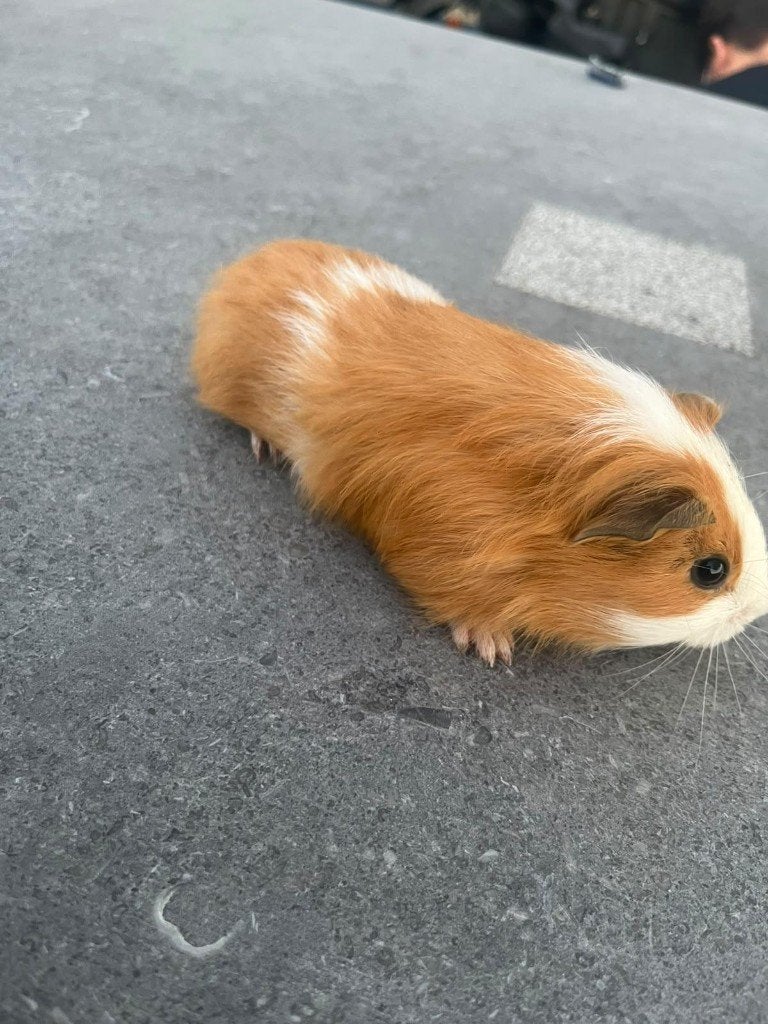 Cavia, Animaux & Accessoires, Août, Mâle, Domestique, Cobaye