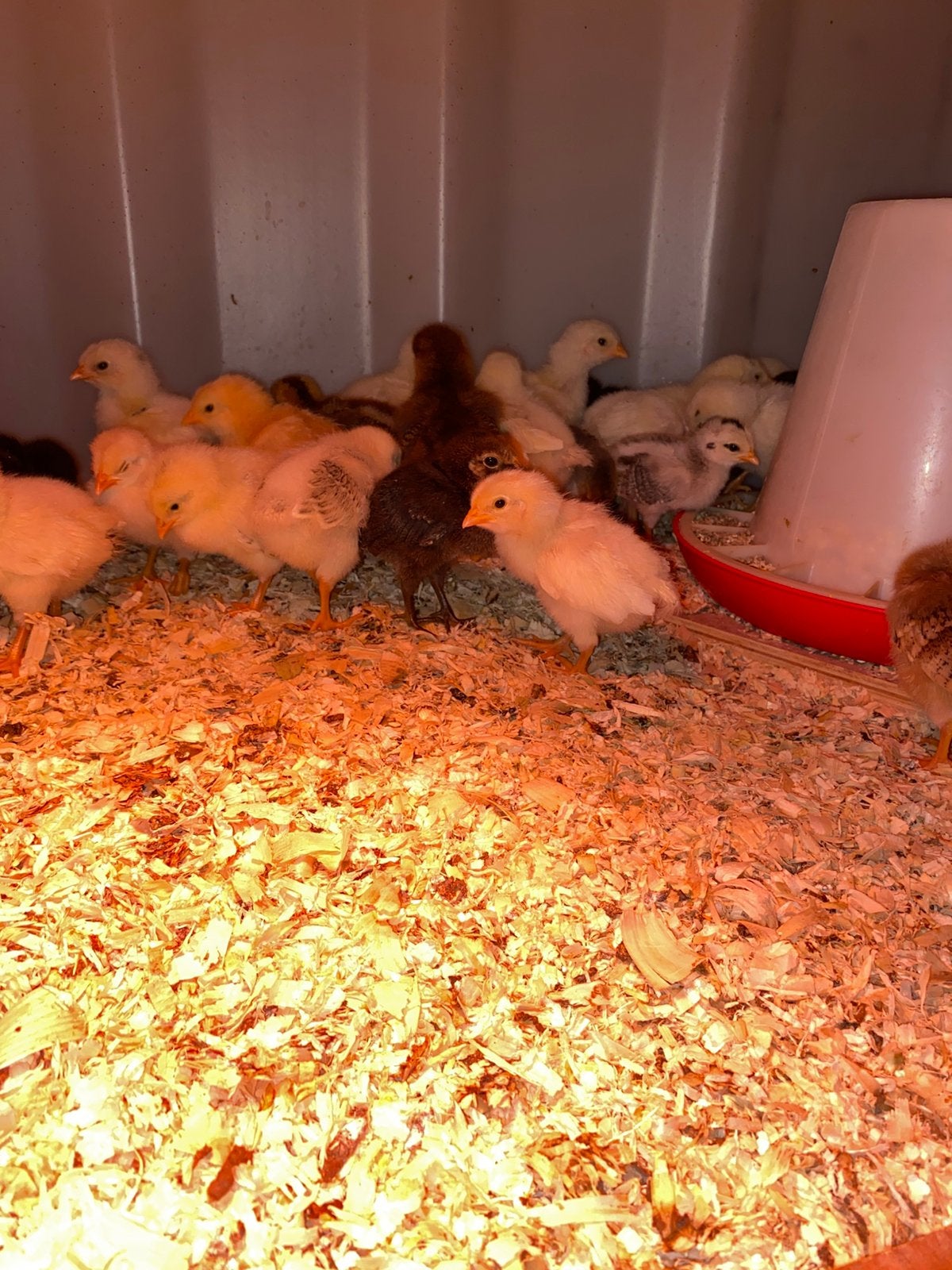 Kuikens van gemengde soorten, Dieren en Toebehoren