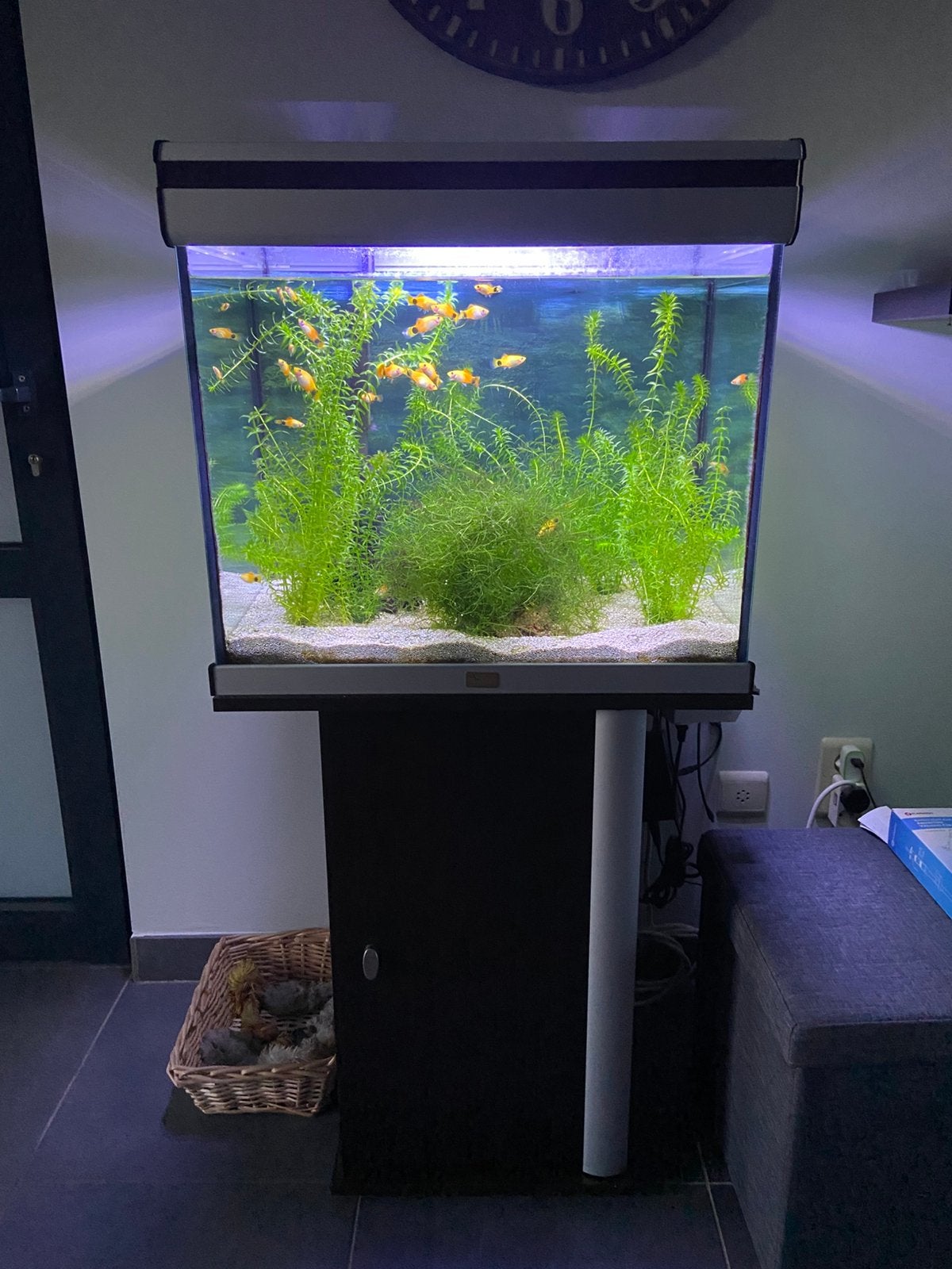 Aquarium, Enlèvement, Utilisé, Accessoires inclus, Tetra