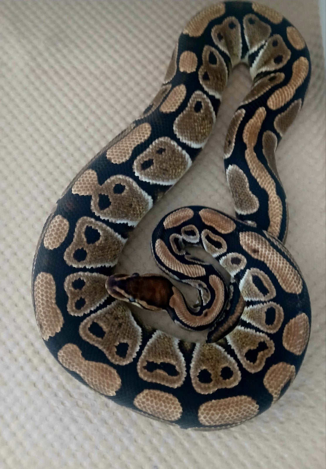 0.1 Python regius 100DH Clown/Genetic stripe Ball Python - female for sale from Jonas Sanders