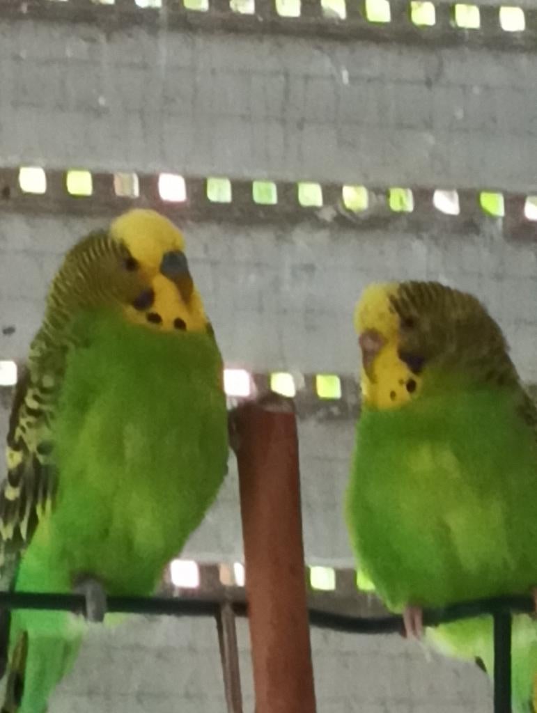 Budgerigar Birds, Dieren en Toebehoren, Vogels | Parkieten en Papegaaien, Meerdere dieren, Parkiet