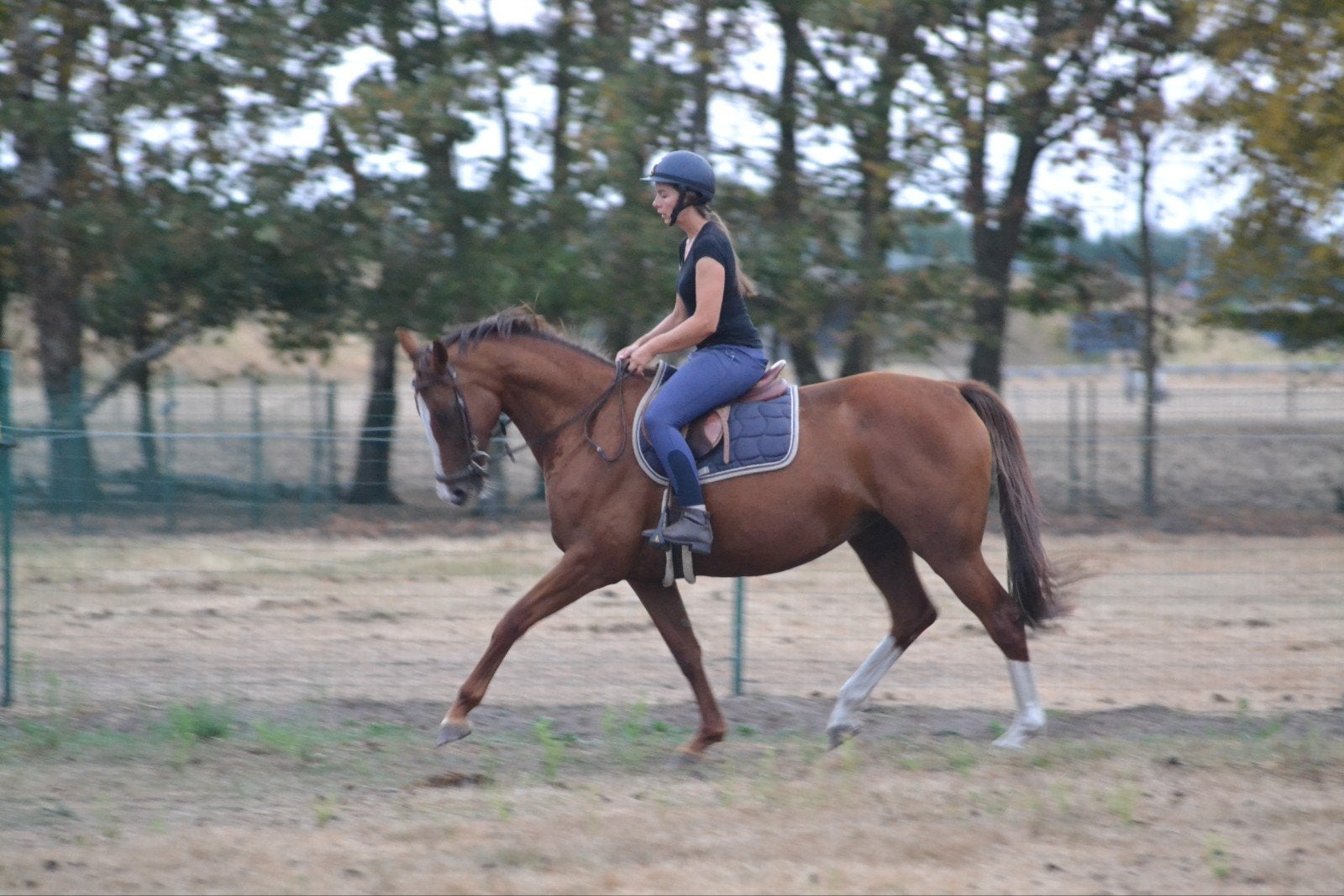 Allrounder merrie, Animaux & Accessoires, Chevaux, Avec pedigree, 165 à 170 cm, Ne s'applique pas, Cheval de saut
