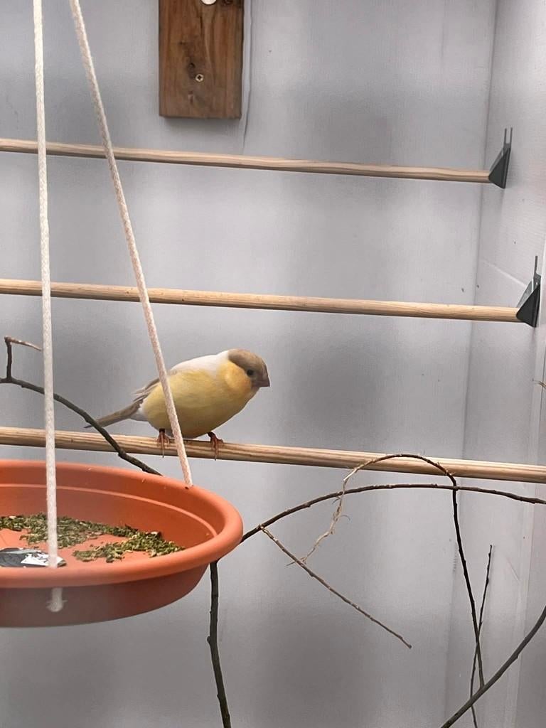goudvink, Dieren en Toebehoren, Vrouwelijk, Wildzangvogel