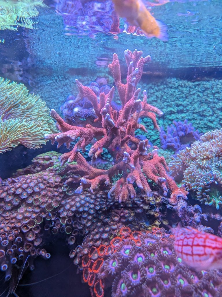 Diverse koralen, Vis, Zoutwatervis