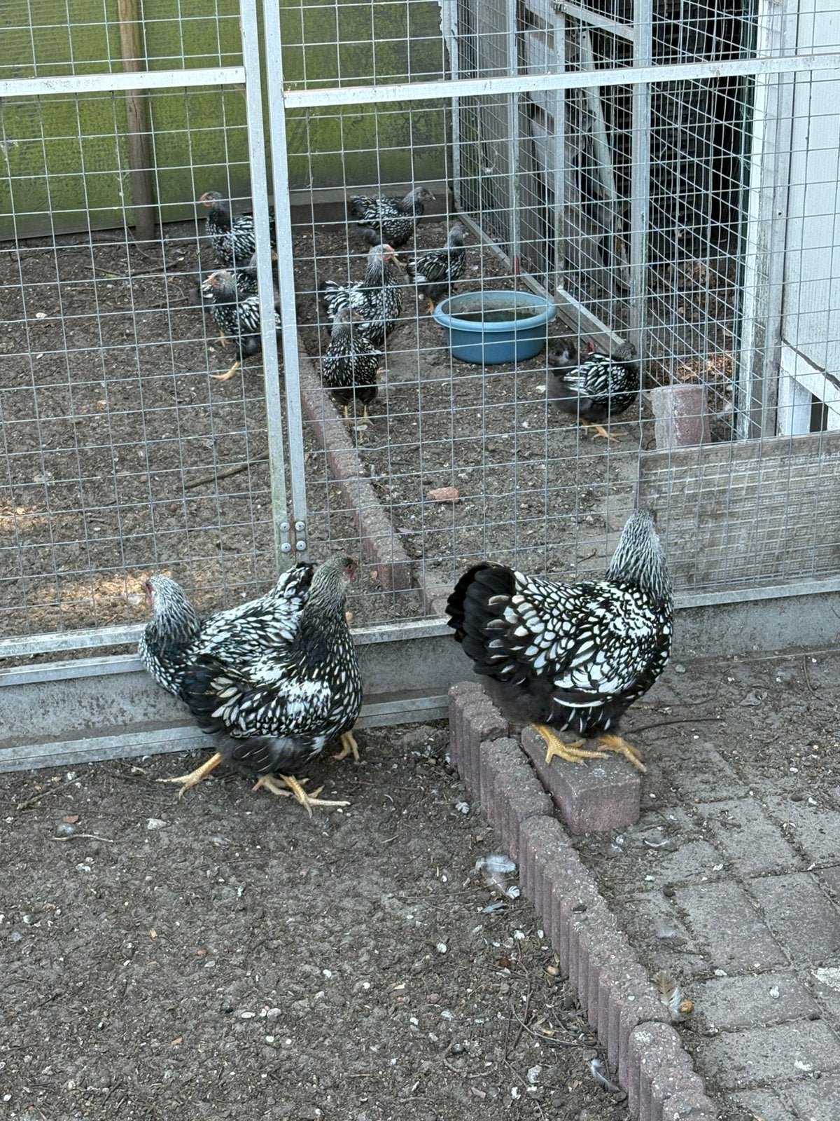 Jonge hennen Wyandotte zilver zwart gezoomd, Dieren en Toebehoren, Pluimvee, Vrouwelijk, Kip
